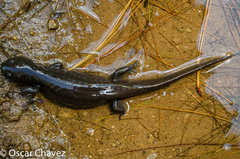 Michoacan Stream Salamander photo 1