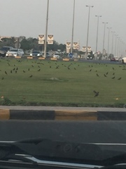 Acridotheres tristis