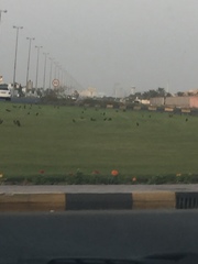 Acridotheres tristis