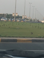 Acridotheres tristis