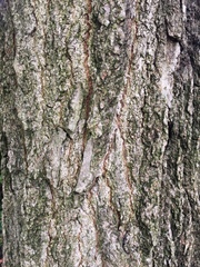 Liquidambar styraciflua