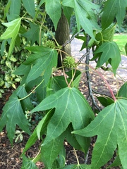 Liquidambar styraciflua