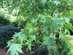 Liquidambar styraciflua