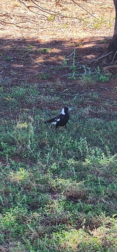 Australian Magpie