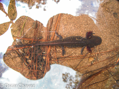 Michoacan Stream Salamander photo 2