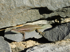 Teira dugesii dugesii