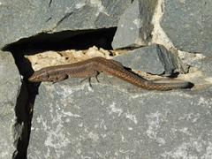 Teira dugesii dugesii