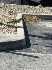 Iguana iguana