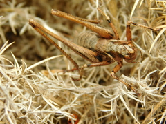 Antaxius spinibrachius