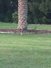 Ortygornis pondicerianus