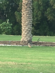 Ortygornis pondicerianus