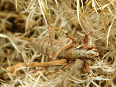 Antaxius spinibrachius