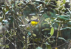 Myioborus ornatus