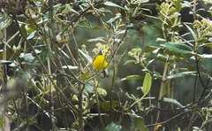 Myioborus ornatus