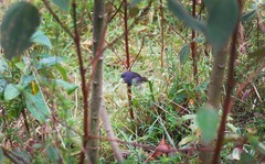 Scytalopus griseicollis