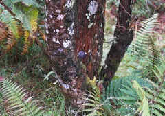 Scytalopus griseicollis