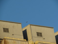 Falco peregrinus