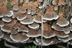 Trametes versicolor