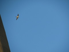 Falco peregrinus
