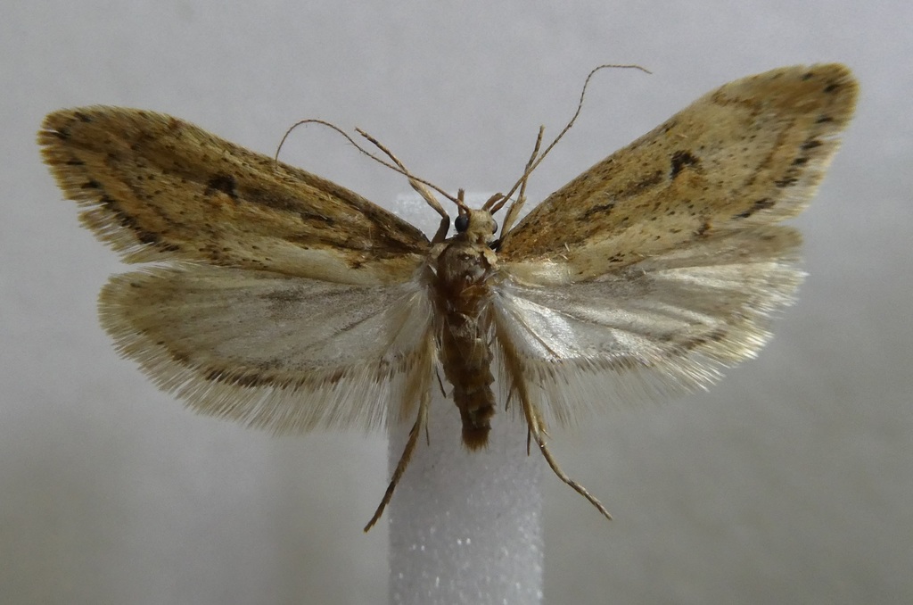 Atomotricha ommatias