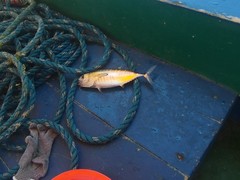 Thunnus