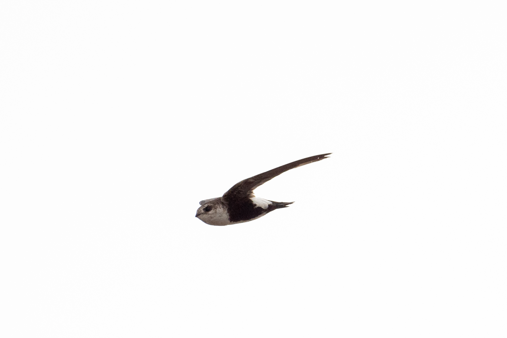 Aeronautes saxatalis (Woodhouse, 1853)