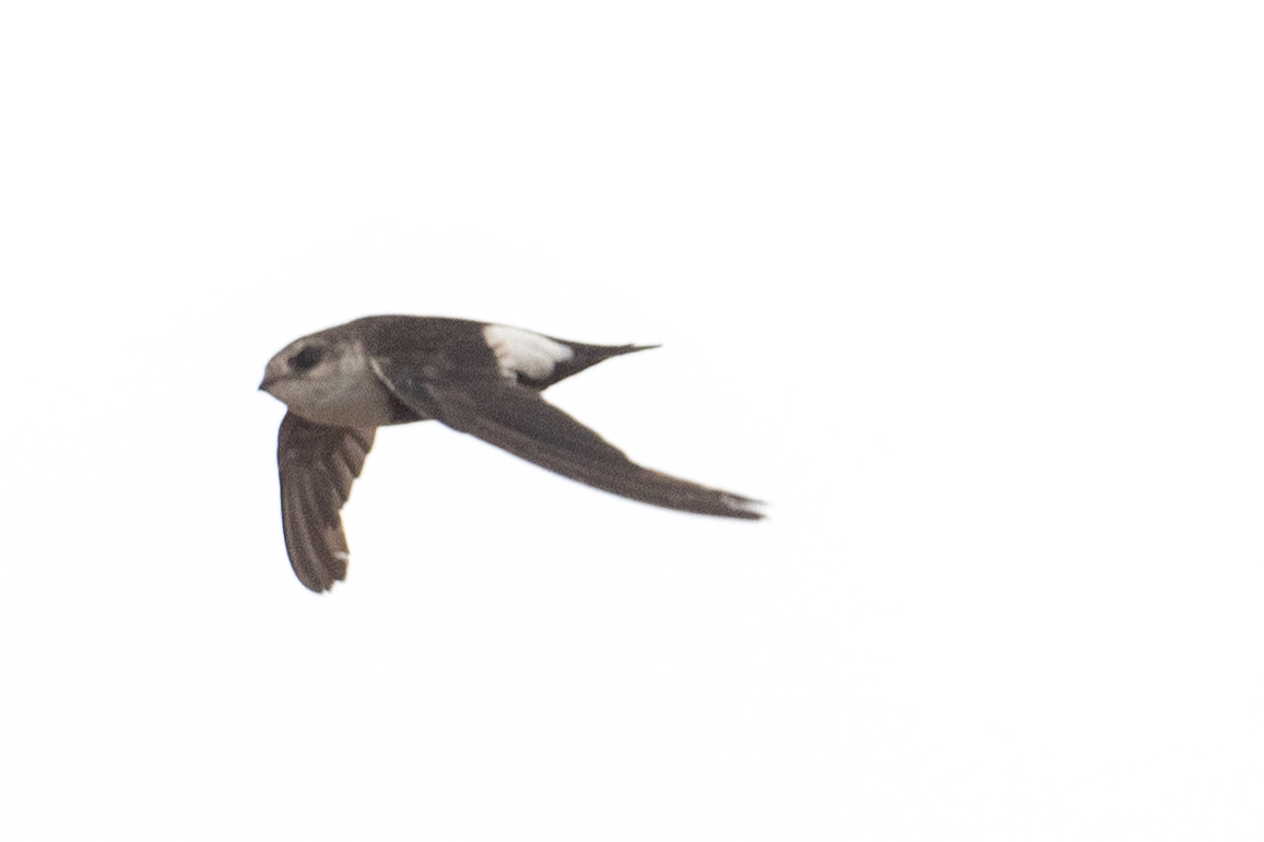 Aeronautes saxatalis (Woodhouse, 1853)