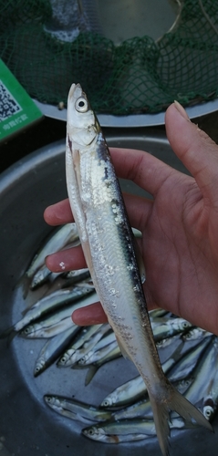 Langgerekte karper (Ochetobius elongatus) — Cyprinidae — 2