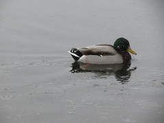 Anas platyrhynchos