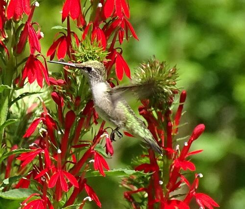 Ruby-throated Hummingbird photographed in Maine
