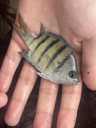 Green damselfish (Abudefduf abdominalis) — Pomacentridae — 3