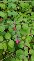 Symphoricarpos doorenbosii