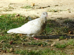 Columba livia domestica