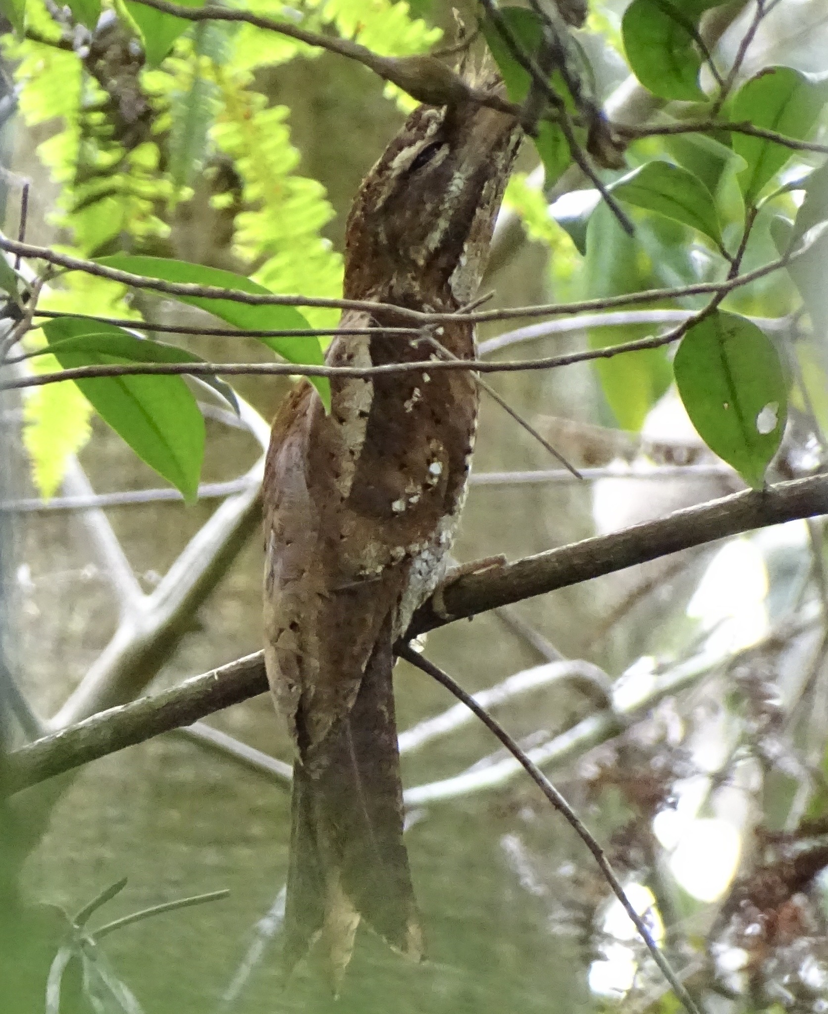 Marbled Frogmouth (Podargus ocellatus), photo 1