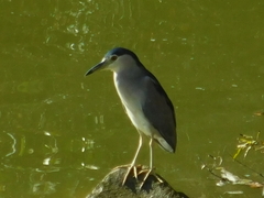 Nycticorax nycticorax