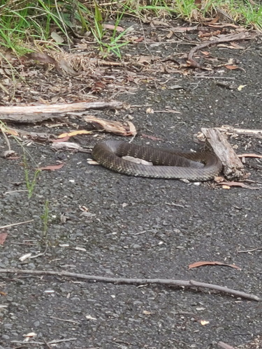 Tiger Snake sighting