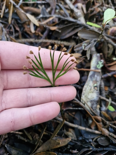 Schizaea dichotoma observed 2025-08-15