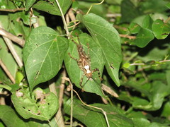 Ancistrocercus circumdatus