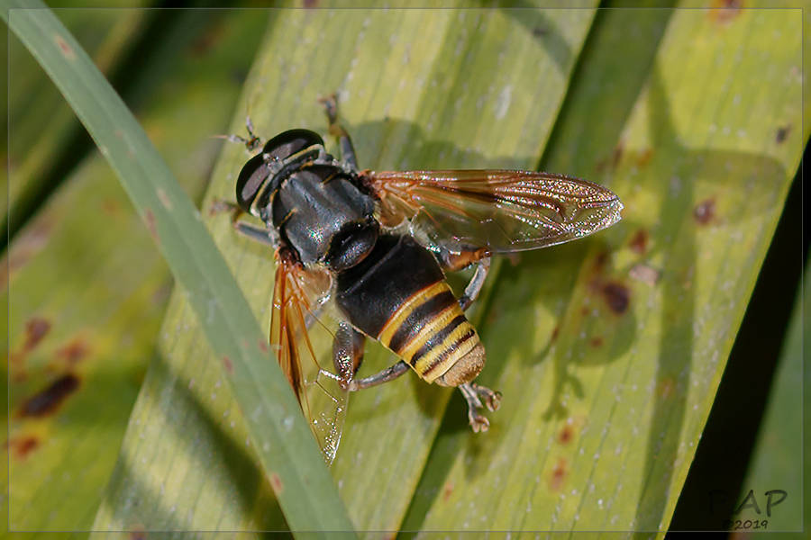 Meromacrus nectarinoides