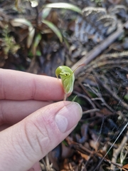 Winter Greenhood (Pterostylis brumalis)