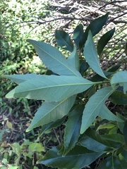 Castanopsis formosana