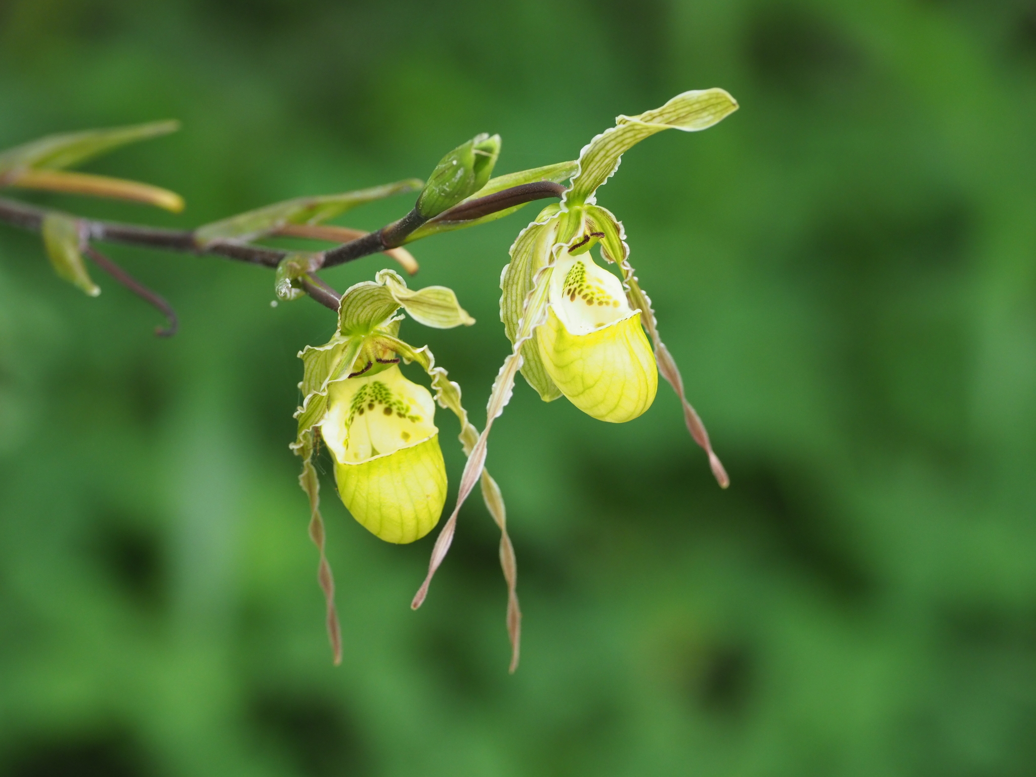 Phragmipedium
