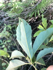 Castanopsis formosana