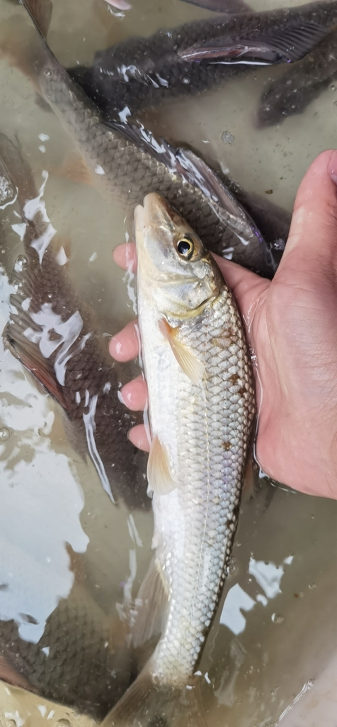 Hainanese Barbel Steed