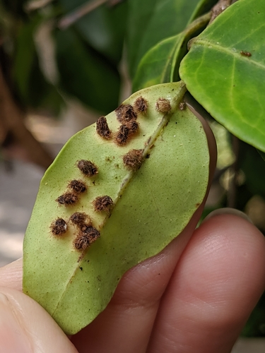 Stephomyia eugeniae