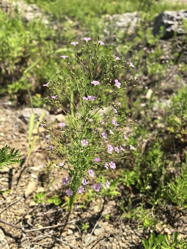 Linum stelleroides iNat (3)