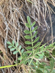 Schinus weinmanniifolia