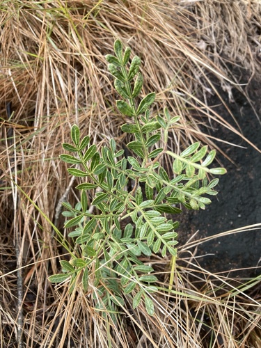Schinus weinmanniifolia, photograph 2