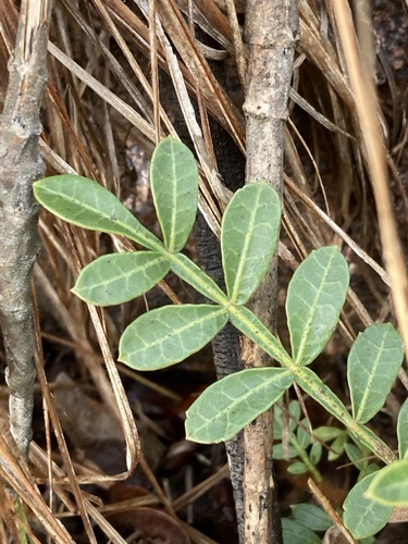 Schinus weinmanniifolia, photograph 3