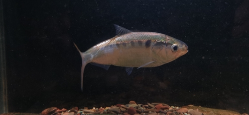 Chinese gizzard shad (Clupanodon thrissa) — Clupeidae — 3